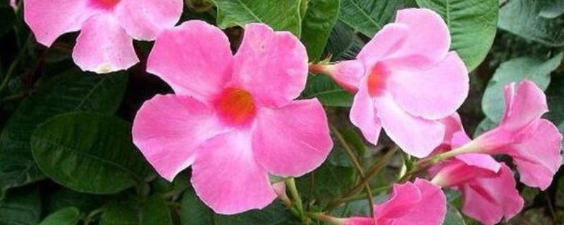 雙喜藤花期後怎麼養殖