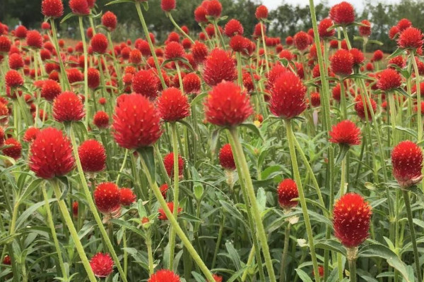千日紅發芽後多久摘心