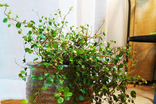 千葉吊蘭怎麼養才能更旺盛