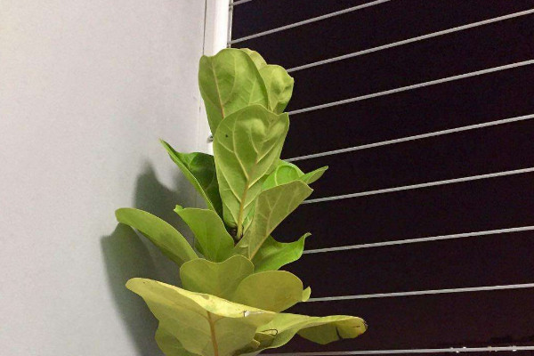 琴葉榕爛葉子怎麼辦