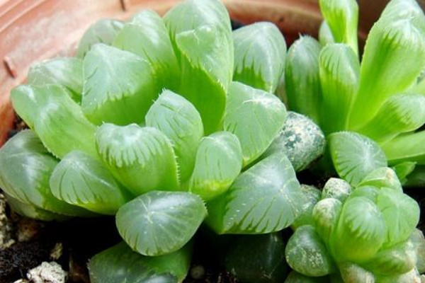 玉露發黃怎麼恢複