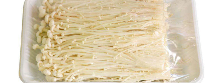 家裏怎麼種金針菇
