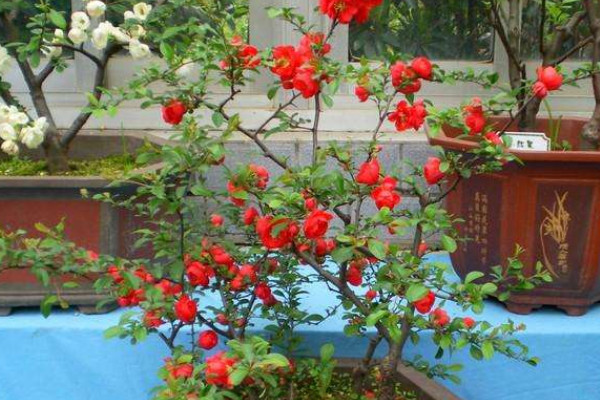 長壽冠海棠的養護管理