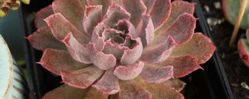 晚霞怎麼爆側芽