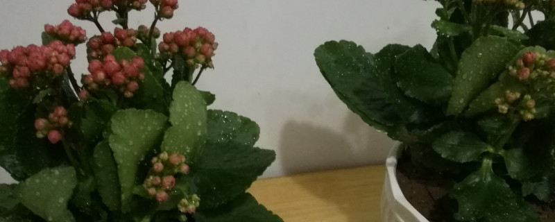 長壽花為什麼卷葉子