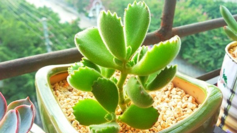 熊童子老樁怎麼養