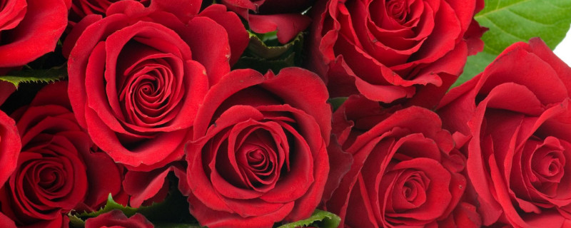 2朵玫瑰代表什麼