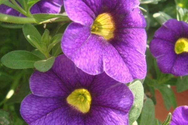 舞春花為什麼枯萎