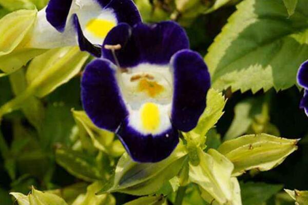 夏堇花怎樣種植