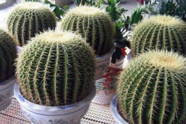 仙人球怎麼才能綴化