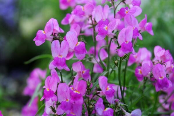 香雪球發芽後怎麼養護