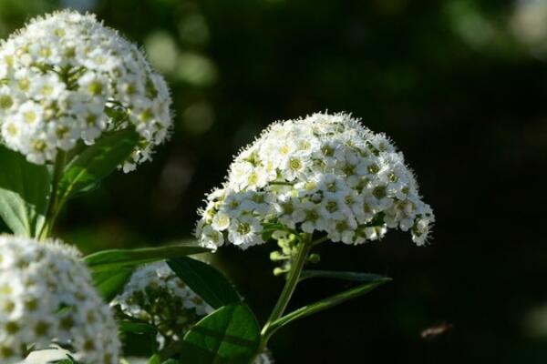 香雪球發芽後怎麼養護