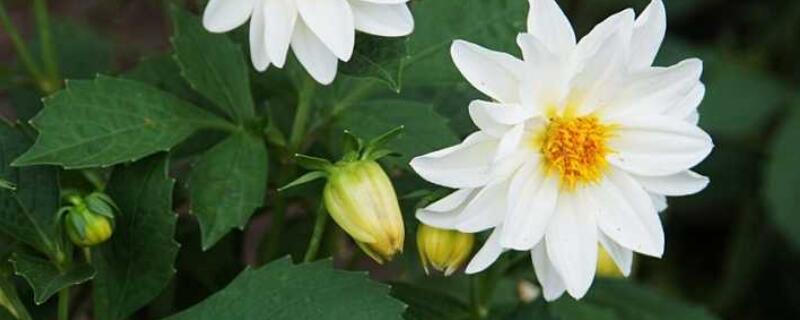 小麗花頂芽怎樣扡插