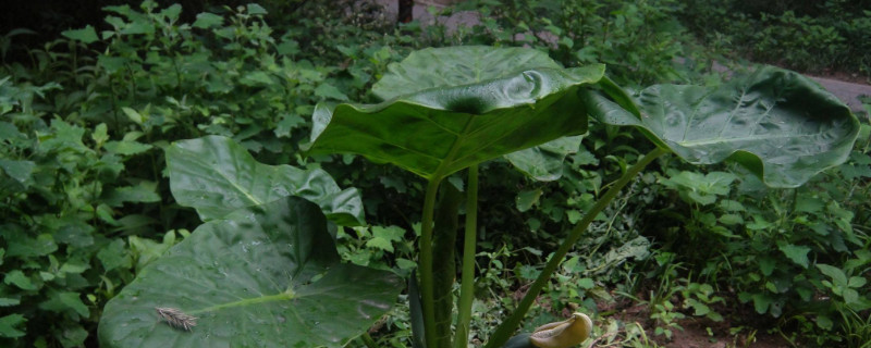 滴水觀音怎麼扡插