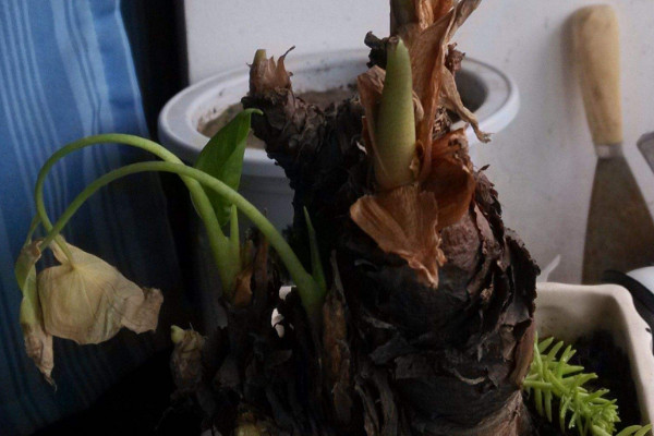 滴水觀音怎麼分株