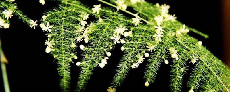 雲鬆開花是什麼預兆