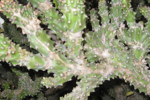 仙人樹怎麼養殖方法