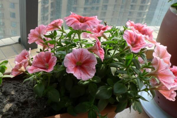 小木槿葉子有黃斑怎麼辦