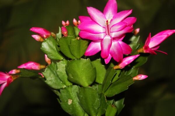 蟹爪蘭爛莖怎麼處理