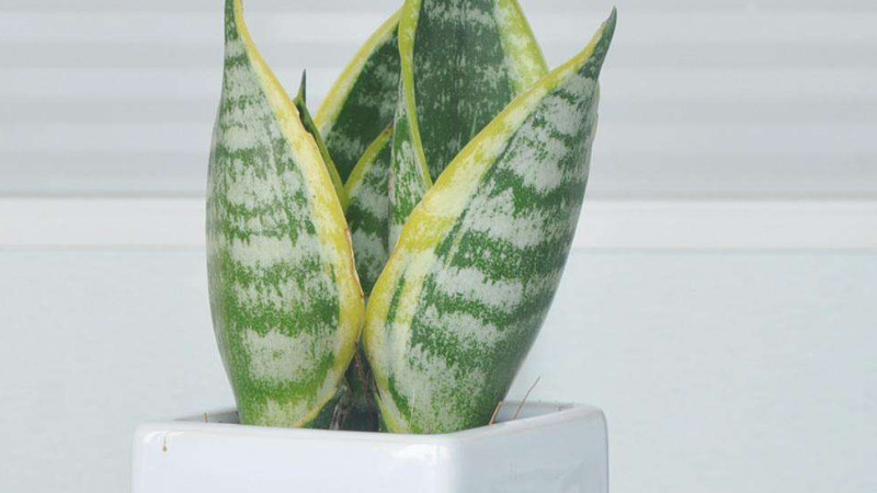 虎皮蘭冬天怎麼養護
