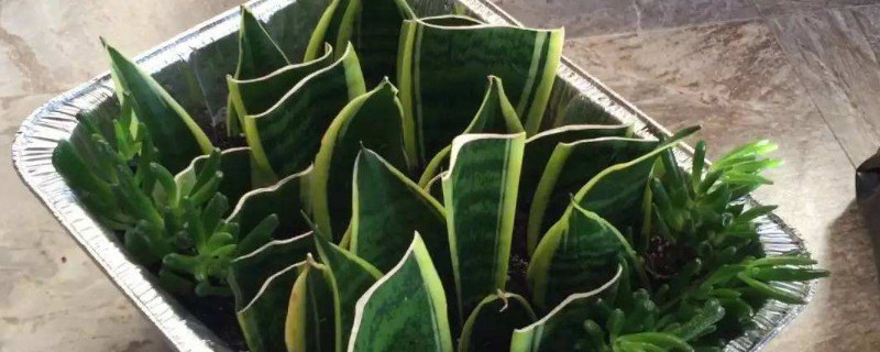 怎麼水培虎皮蘭葉片