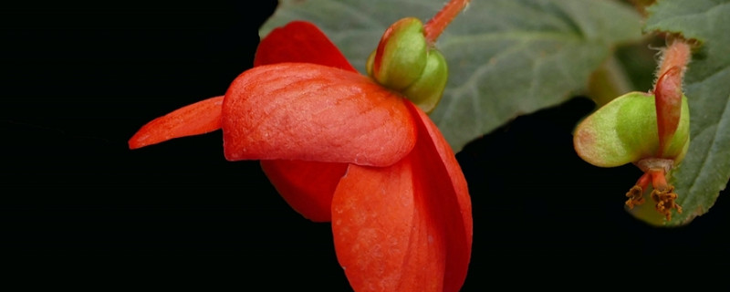 球根海棠種子發芽後如何養