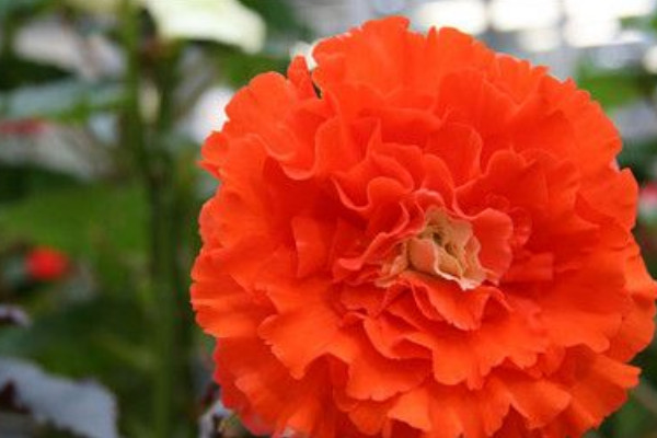 球根海棠種子發芽後如何養