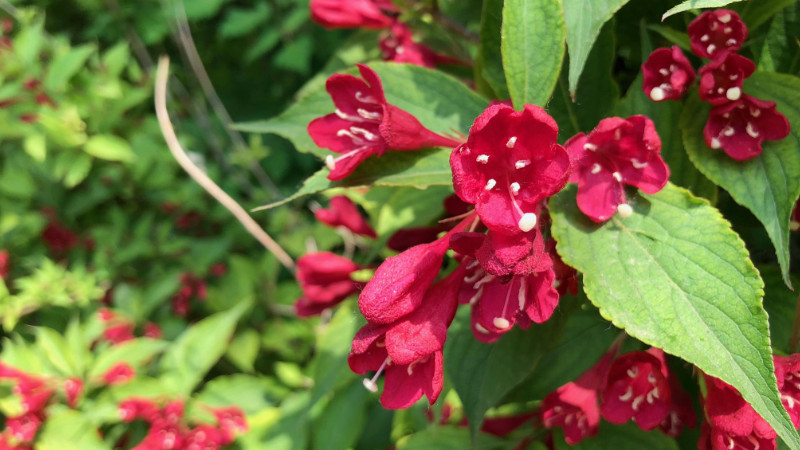 錦帶花的種植與養護