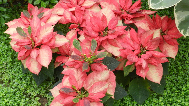一品紅開完花怎麼修剪