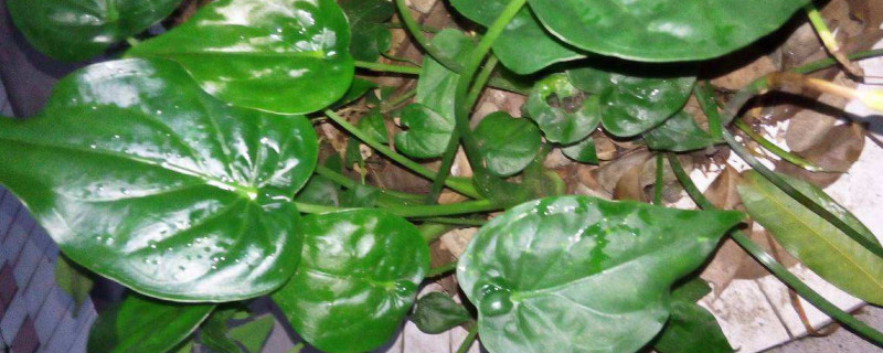 滴水觀音卷葉怎麼辦