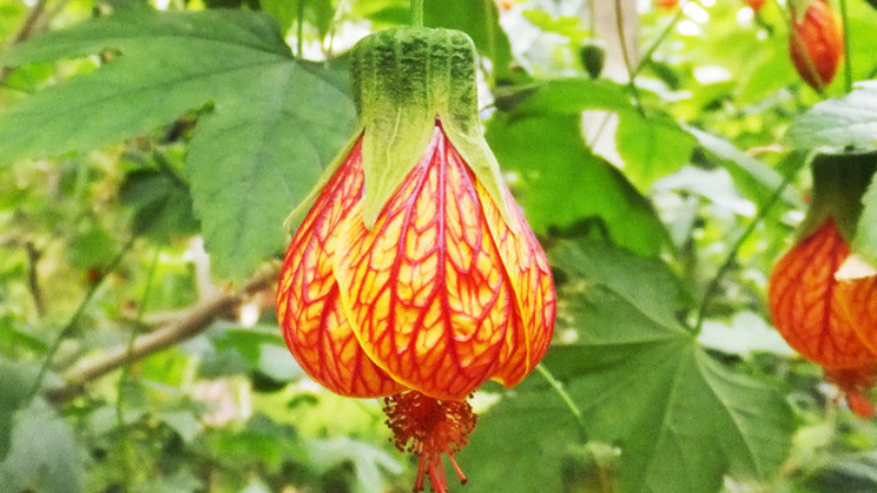 紋瓣懸鈴花怎麼修剪
