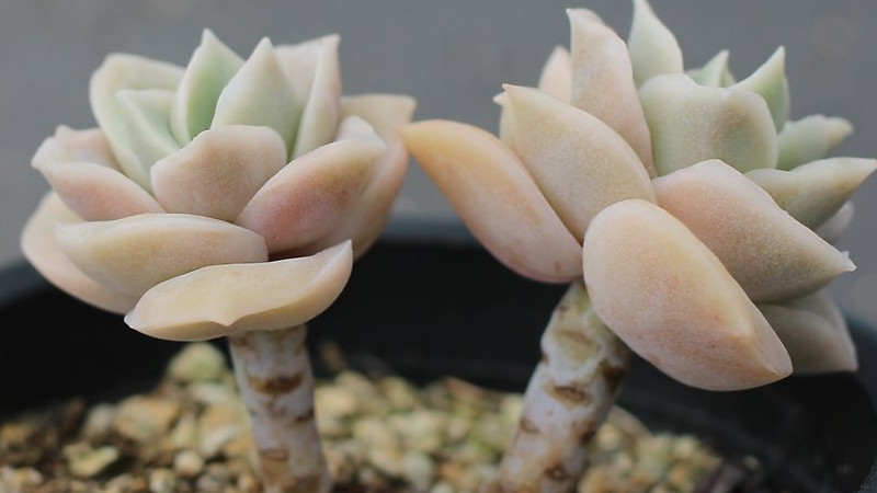 玫瑰樁怎麼發芽