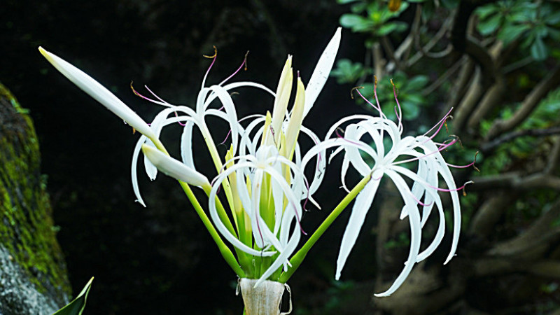 蜘蛛蘭為什麼不開花