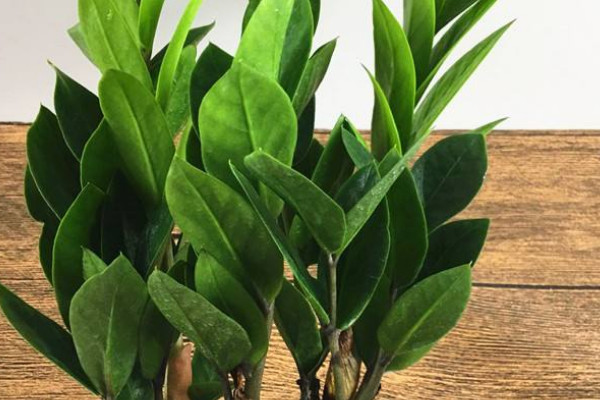 金錢樹怎麼分根