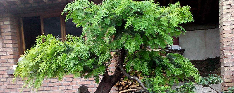 盆栽紅豆杉的養殖方法和注意事項