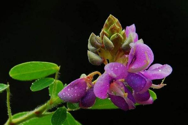 綠豆花是什麼顏色的