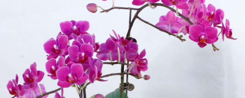 蝴蝶蘭春節能開花嗎