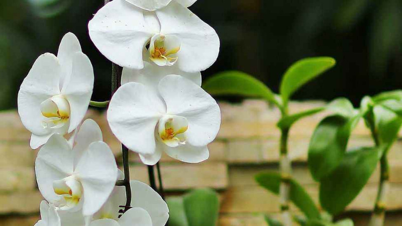 蝴蝶蘭怎麼憋芽