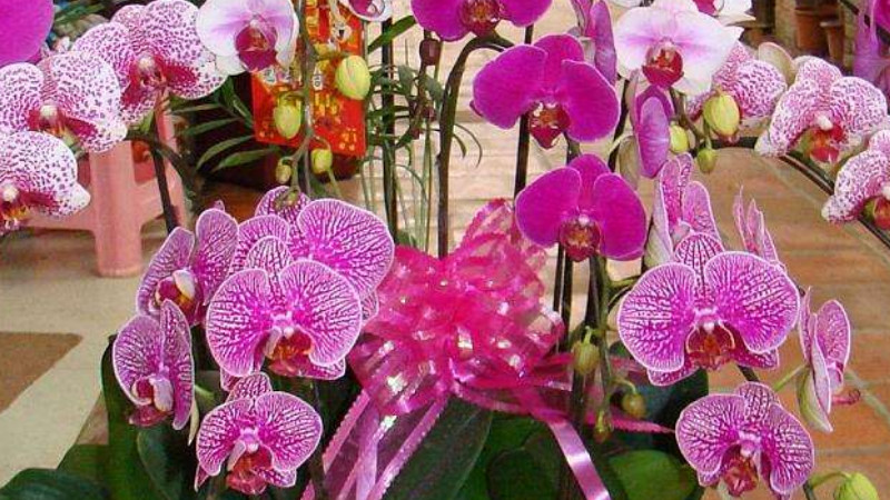 蝴蝶蘭怎麼修剪葉子