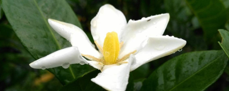 梔子花怎麼澆水