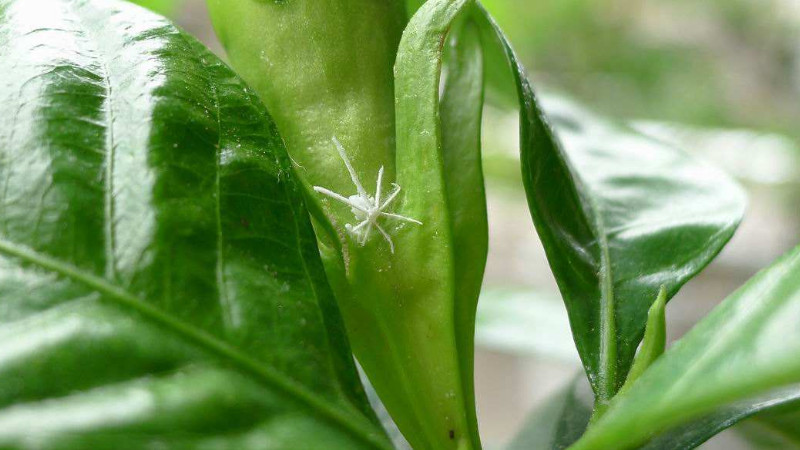 梔子花有白色的蟲子怎麼辦