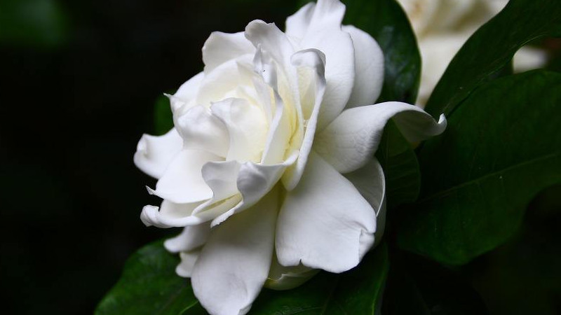 梔子花有毒嗎能在家裏養嗎