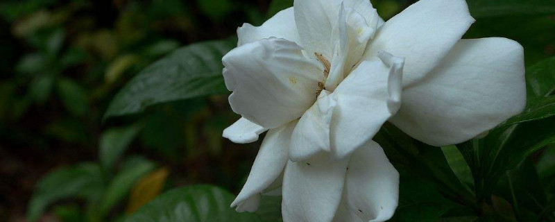 梔子花長花苞後怎樣養護