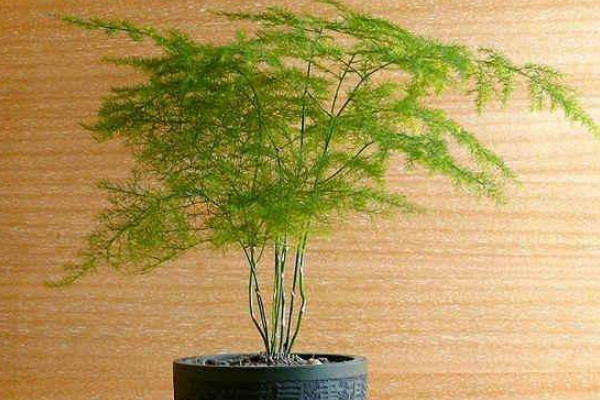 文竹結果後怎麼處理