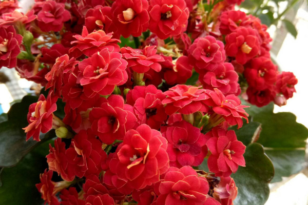 長壽花葉片發紅發軟怎麼回事
