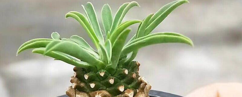 鐵甲麒麟怎麼澆水