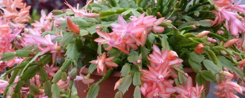 蟹爪蘭不開花怎麼辦