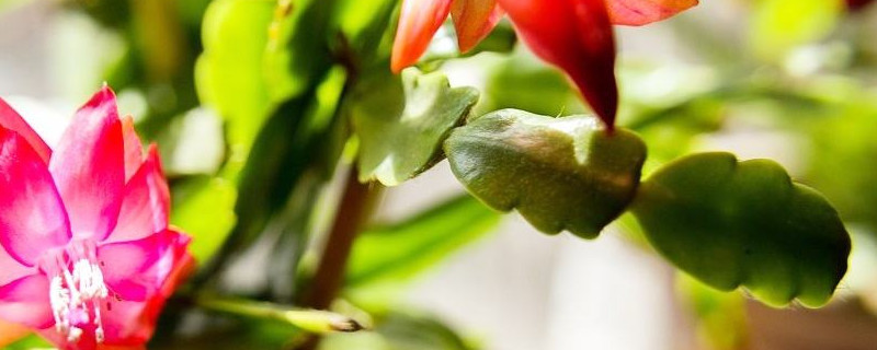 蟹爪蘭怎麼不開花