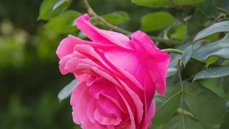 月季花結果怎麼處理