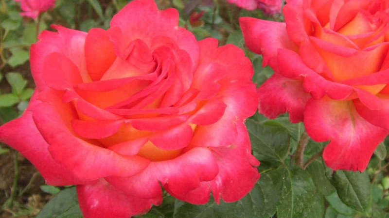 月季花怎麼扡插